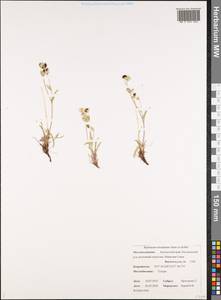 Bupleurum triradiatum Adams ex Hoffm., Siberia, Chukotka & Kamchatka (S7) (Russia)