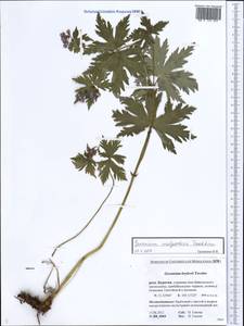 Geranium malyschevii, Siberia, Baikal & Transbaikal region (S4) (Russia)