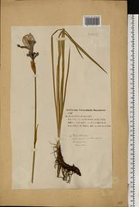 Iris sibirica L., Eastern Europe, Volga-Kama region (E7) (Russia)