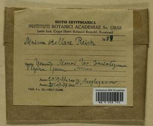 Mnium stellare Hedw., Bryophytes, Bryophytes - Middle Russia (B6) (Russia)
