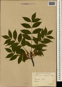 Fraxinus angustifolia subsp. oxycarpa (M.Bieb. ex Willd.) Franco & Rocha Afonso, Crimea (KRYM) (Russia)