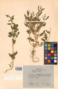 Atriplex subcordata Kitag., Siberia, Russian Far East (S6) (Russia)