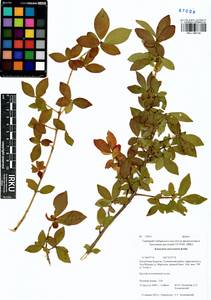 Euonymus alatus (Thunb.) Siebold, Siberia, Baikal & Transbaikal region (S4) (Russia)