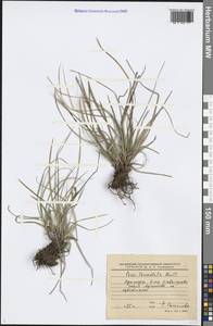 Carex lanceolata Boott, Siberia, Russian Far East (S6) (Russia)