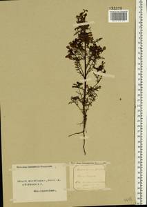 Pedicularis palustris, Eastern Europe, Northern region (E1) (Russia)