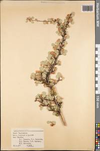 Cotoneaster, Middle Asia, Pamir & Pamiro-Alai (M2) (Tajikistan)