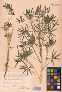 Lupinus angustifolius L., Eastern Europe, Central region (E4) (Russia)
