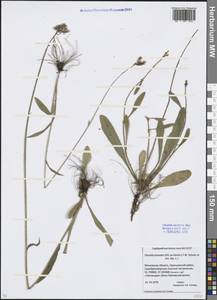 Pilosella piloselloides subsp. praealta (Gochnat) S. Bräut. & Greuter, Eastern Europe, Moscow region (E4a) (Russia)
