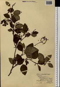 Alnus alnobetula subsp. fruticosa (Rupr.) Raus, Siberia, Yakutia (S5) (Russia)