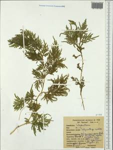 Selaginella, Australia & Oceania (AUSTR) (Papua New Guinea)