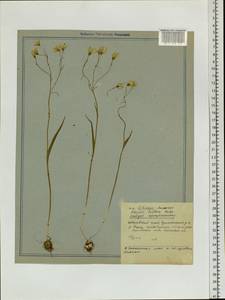 Gagea triflora (Ledeb.) Schult. & Schult.f., Siberia, Russian Far East (S6) (Russia)