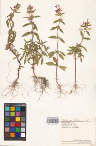 Galeopsis ladanum L., Eastern Europe, Moscow region (E4a) (Russia)