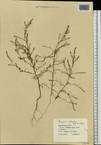 Corispermum declinatum Steph. ex Stev., Eastern Europe, Middle Volga region (E8) (Russia)