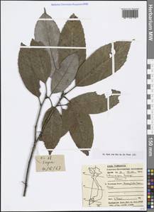 Lithocarpus corneus var. corneus, South Asia, South Asia (Asia outside ex-Soviet states and Mongolia) (ASIA) (Vietnam)