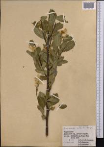 Exochorda racemosa (Lindl.) Rehder, Middle Asia, Pamir & Pamiro-Alai (M2) (Tajikistan)