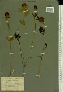Trifolium alpestre L., Eastern Europe, South Ukrainian region (E12) (Ukraine)
