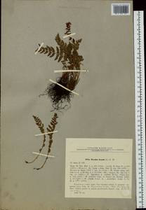 Woodsia ilvensis (L.) R. Br., Siberia, Russian Far East (S6) (Russia)