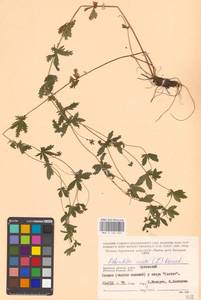 Potentilla erecta (L.) Raeusch., Eastern Europe, Western region (E3) (Russia)