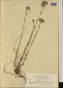 Dianthus pseudarmeria M. Bieb., Western Europe (EUR) (Romania)