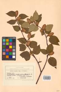 Betula ermanii var. lanata Regel, Siberia, Russian Far East (S6) (Russia)