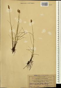 Carex stenophylla subsp. stenophylloides (V.I.Krecz.) T.V.Egorova, Caucasus, Azerbaijan (K6) (Azerbaijan)