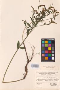 Genista tinctoria L., Eastern Europe, West Ukrainian region (E13) (Ukraine)
