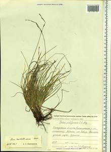 Carex trautvetteriana Kom., Siberia, Chukotka & Kamchatka (S7) (Russia)