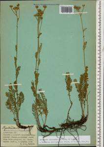 Tanacetum aureum (Lam.) Greuter, M. V. Agab. & Wagenitz, Caucasus, Armenia (K5) (Armenia)