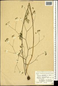 Bunium paucifolium DC., Caucasus, Armenia (K5) (Armenia)