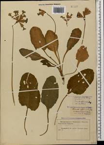 Primula veris subsp. macrocalyx (Bunge) Lüdi, Caucasus, Krasnodar Krai & Adygea (K1a) (Russia)