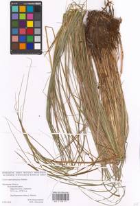 Carex appropinquata Schumach., Eastern Europe, Central forest-and-steppe region (E6) (Russia)