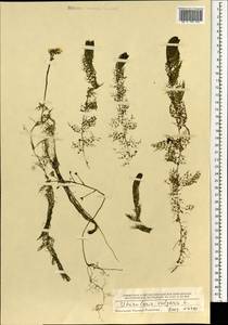 Utricularia vulgaris L., Mongolia (MONG) (Mongolia)