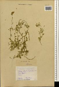 Medicago lessingii Fisch. & C.A.Mey. ex Kar., Caucasus, North Ossetia, Ingushetia & Chechnya (K1c) (Russia)