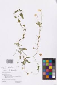 Viola tricolor subsp. matutina (Klokov) Valentine, Eastern Europe, Central forest-and-steppe region (E6) (Russia)