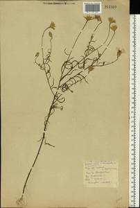 Centaurea cyanus L., Eastern Europe, Belarus (E3a) (Belarus)