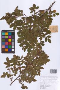 Rosa subcanina (Christ) Dalla Torre & Sarnth., Eastern Europe, Moscow region (E4a) (Russia)