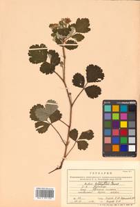 Rubus parvifolius L., Siberia, Russian Far East (S6) (Russia)