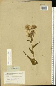 Tephroseris palustris (L.) Fourr., Eastern Europe, Middle Volga region (E8) (Russia)