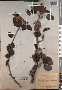 Pyrus communis L., Caucasus, Armenia (K5) (Armenia)