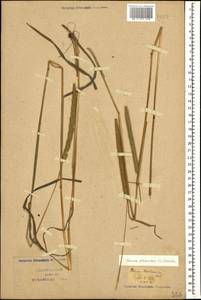 Phleum phleoides (L.) H.Karst., Caucasus, Krasnodar Krai & Adygea (K1a) (Russia)