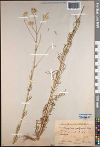 Crupina vulgaris (Pers.) Cass., Middle Asia, Syr-Darian deserts & Kyzylkum (M7) (Uzbekistan)