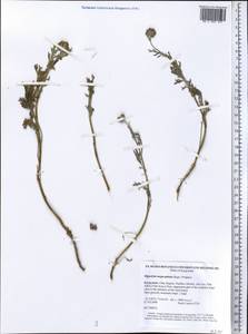 Hippolytia megacephala (Rupr.) P. Poljakov, Middle Asia, Northern & Central Tian Shan (M4) (Kyrgyzstan)