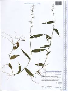 Oplismenus undulatifolius (Ard.) Roem. & Schult., Caucasus, Georgia (K4) (Georgia)