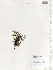 Antennaria dioica (L.) Gaertn., Eastern Europe, Central forest region (E5) (Russia)