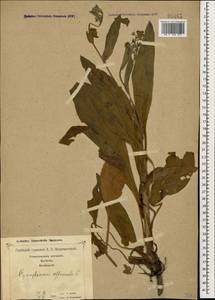 Cynoglossum officinale L., Caucasus, Georgia (K4) (Georgia)
