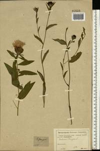 Centaurea phrygia L., Eastern Europe, Moscow region (E4a) (Russia)