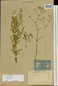 Gypsophila altissima L., Eastern Europe, Rostov Oblast (E12a) (Russia)
