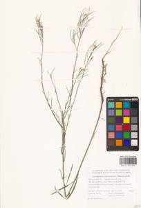 Sisymbrium polymorphum (Murray) Roth, Eastern Europe, Rostov Oblast (E12a) (Russia)