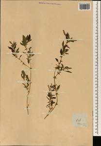 Amaranthus spinosus L., South Asia, South Asia (Asia outside ex-Soviet states and Mongolia) (ASIA) (Philippines)