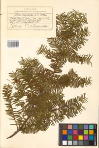 Taxus cuspidata Siebold & Zucc., Siberia, Russian Far East (S6) (Russia)